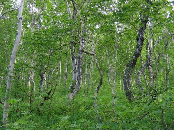 Земельный участок 4,5 сот., садоводство, Камчатский край