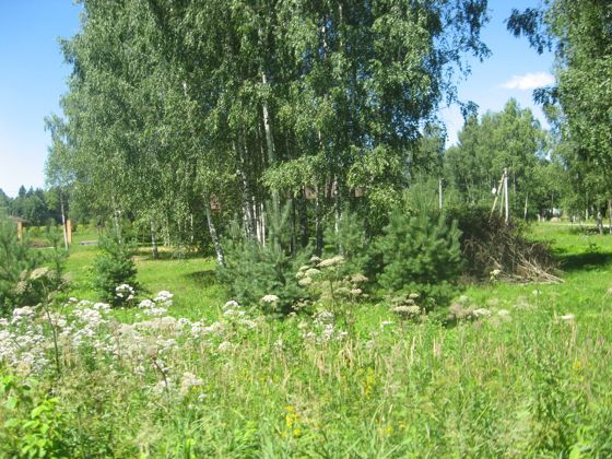 Земельный участок Московская область, муниципальный округ Шаховская, д. Воютино