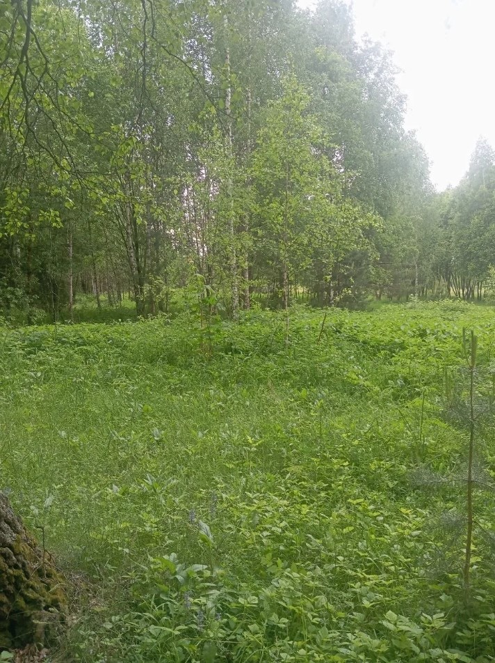 Аукцион в отношении земельного участка с КН 50:34:0040418:1631