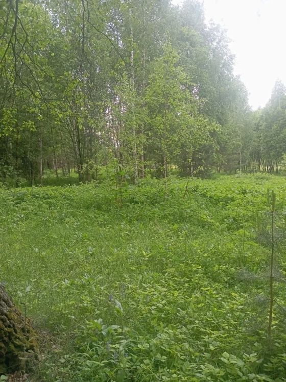 Аукцион в отношении земельного участка с КН 50:34:0040418:1631
