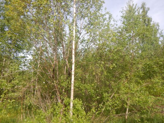 Электронный аукцион по продаже земельного участка для индивидуального жилищного строительства по адресу: Российская Федерация, Санкт-Петербург, внутригородское муниципальное образование Санкт-Петербурга поселок Понтонный, Корчминская улица, земельный участок 8