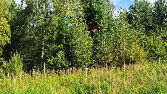 Граждане, заинтересованные в предоставлении земельного участка площадью 1497 кв.м.  для ведения личного подсобного хозяйства (приусадебный земельный участок), расположенного в д. Торгашино Сергиево-Посадского городского округа Московской области, вправе подать заявление о намерении участвовать в аукционе на право заключения договора аренды земельного участка.