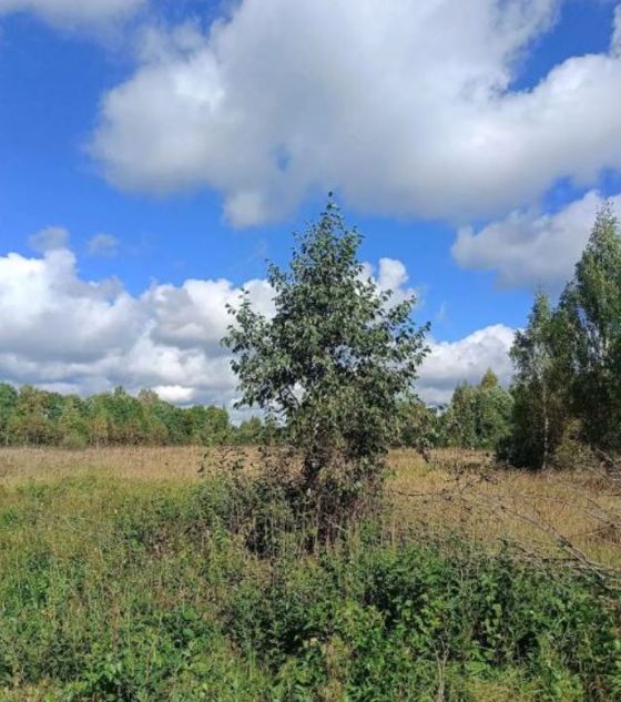 Возможное предоставление в аренду сроком на 20 лет земельного участка