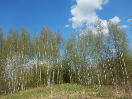Земельный участок 13 сот., ИЖС, Санкт-Петербург
