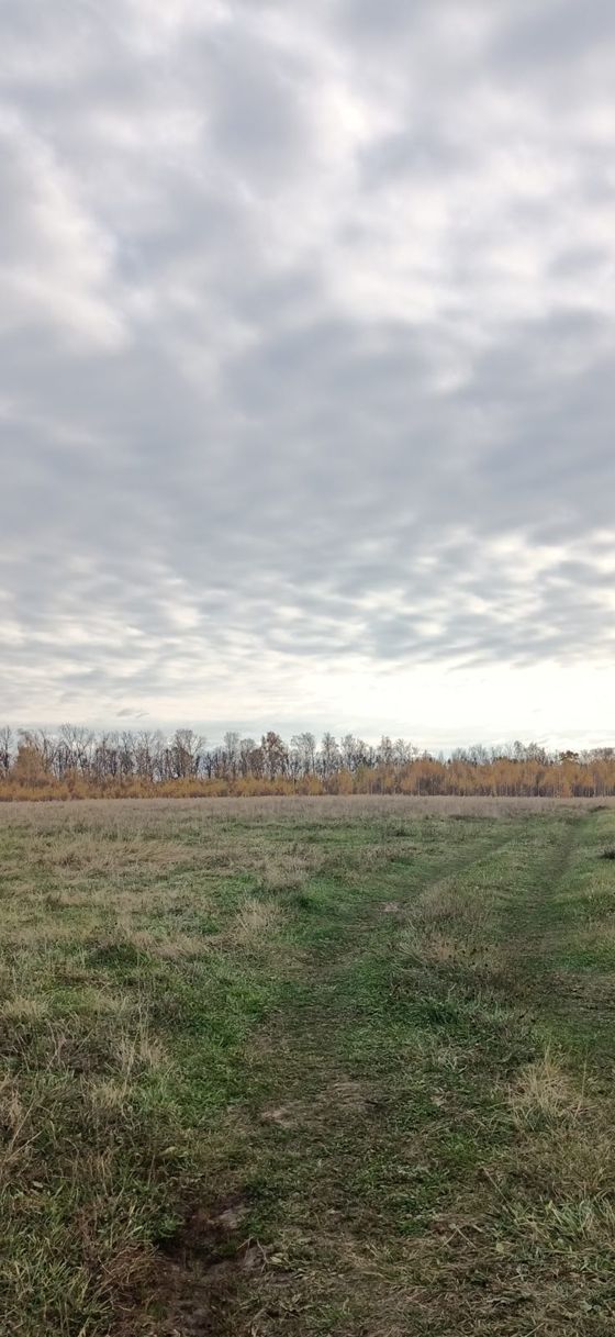 Аренда земельного участка 10 сот., ИЖС, рп Шилово, Рязанская обл.