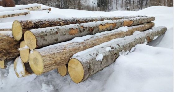 4 хлыста от сухостойных деревьев породы ель