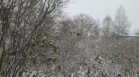 Аренда земельного участка 11 сот., ИЖС, с. Демьянское, Тюменская обл.