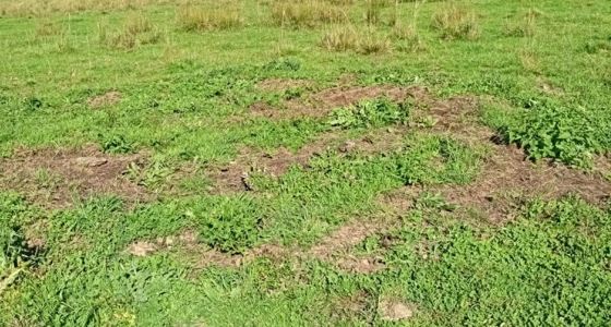 Аренда земельного участка 41 сот., Черняховск