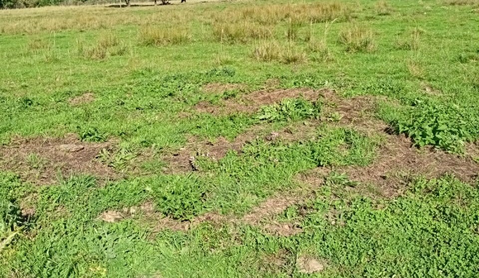 Аренда земельного участка 10 сот., ИЖС, Черняховск