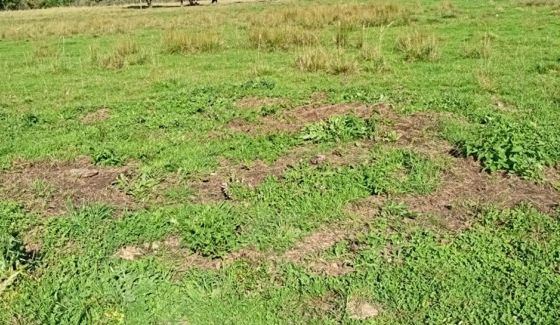 Аренда земельного участка 10 сот., ИЖС, Черняховск