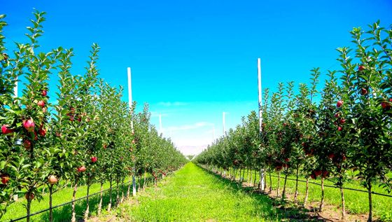 Земельный участок 11 сот., садоводство, Гвардейск