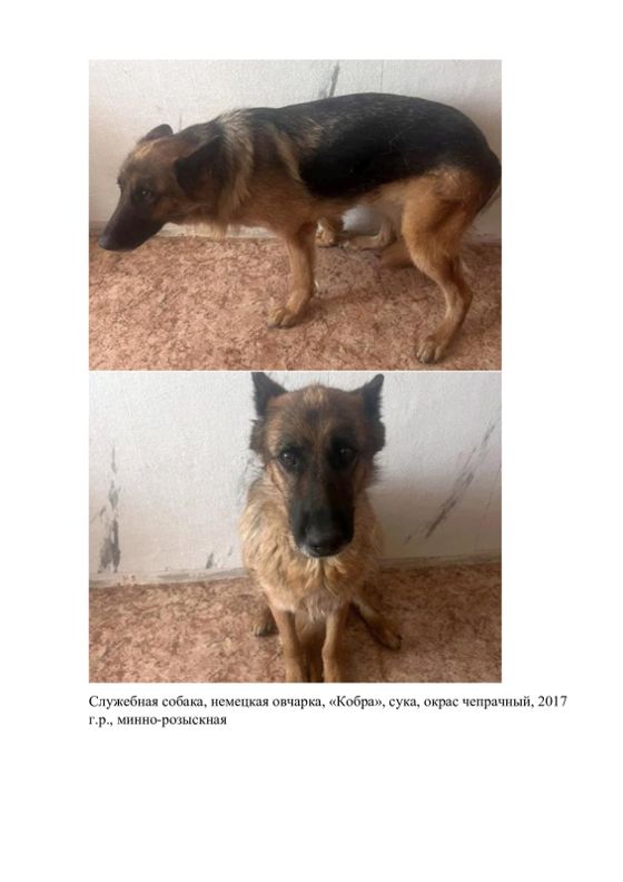 Высвобождаемое движимое военное имущество