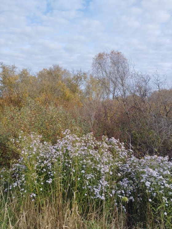 Земельный участок 14 сот., ИЖС, п. Волот, Новгородская обл.