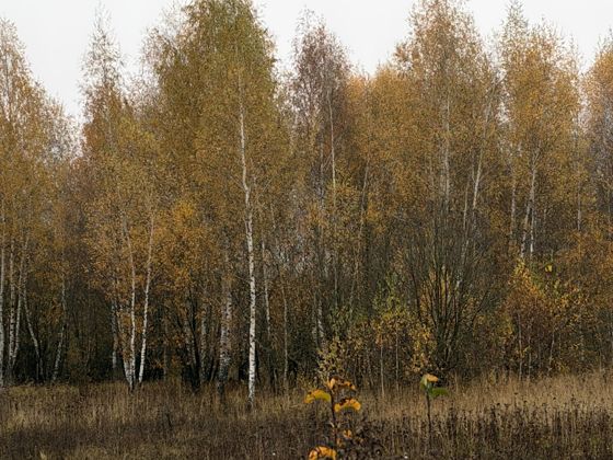 Аренда земельного участка 9,8 сот., ИЖС, Московская обл.