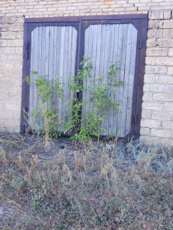 Нежилое помещение, с. Раздольное, Саратовская обл.