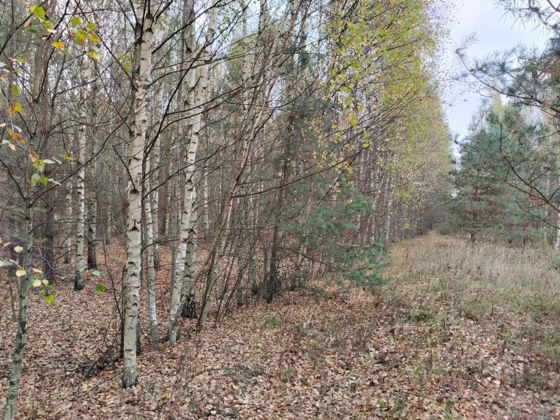 Аренда земельного участка 42 сот., с. Волжский, Нижегородская обл.