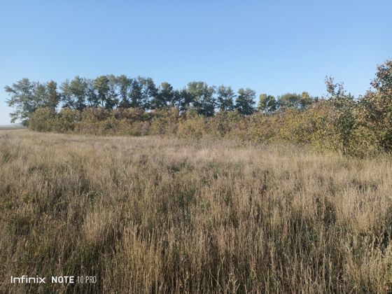 Аренда земельного участка 93,8 га, сельхозназначение, Алтайский край